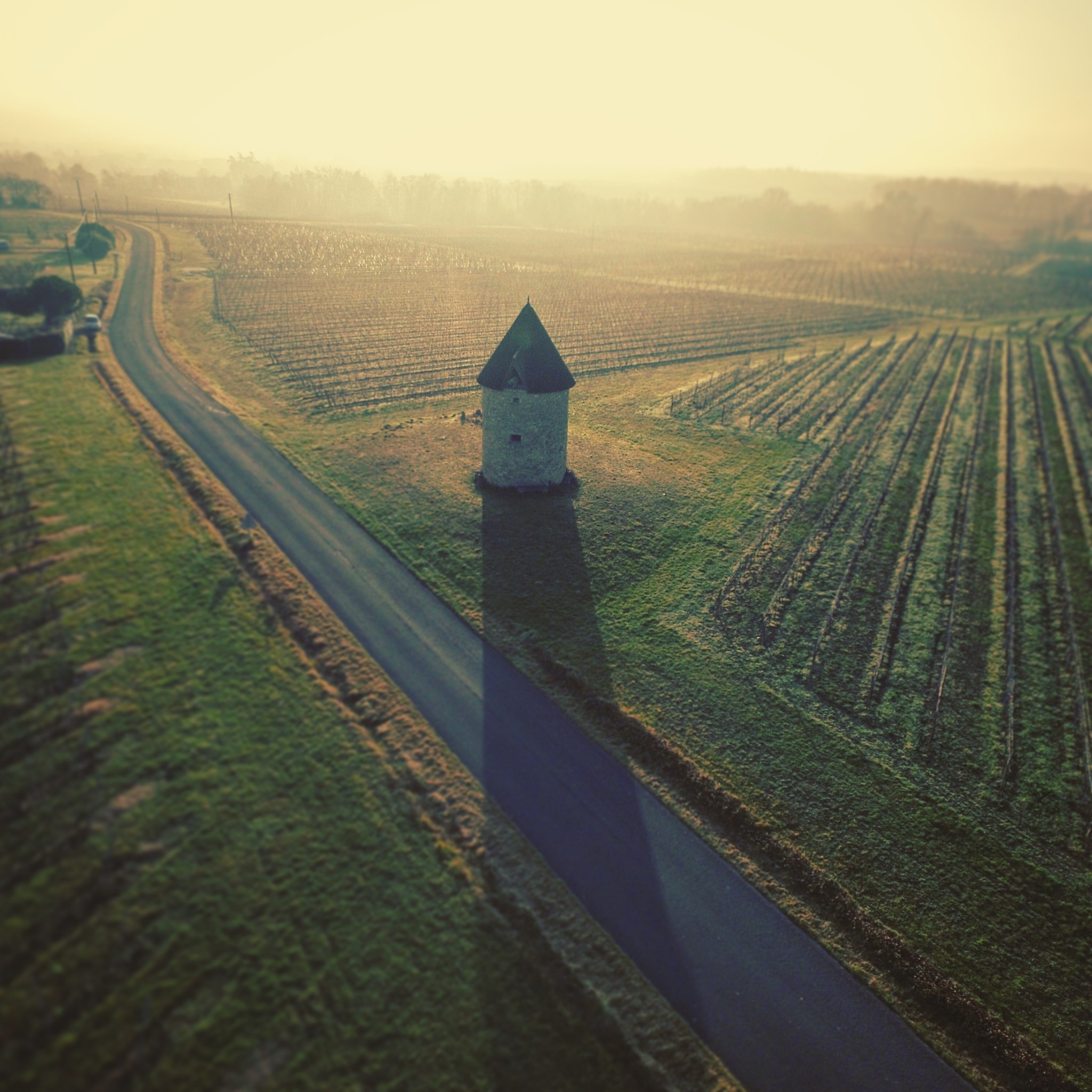 Winter in our vineyards